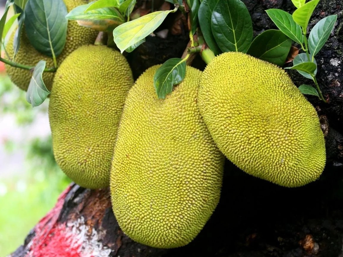 Anil-Jackfruit