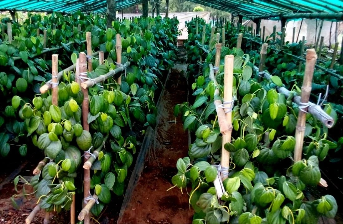 Black-Bush-Pepper