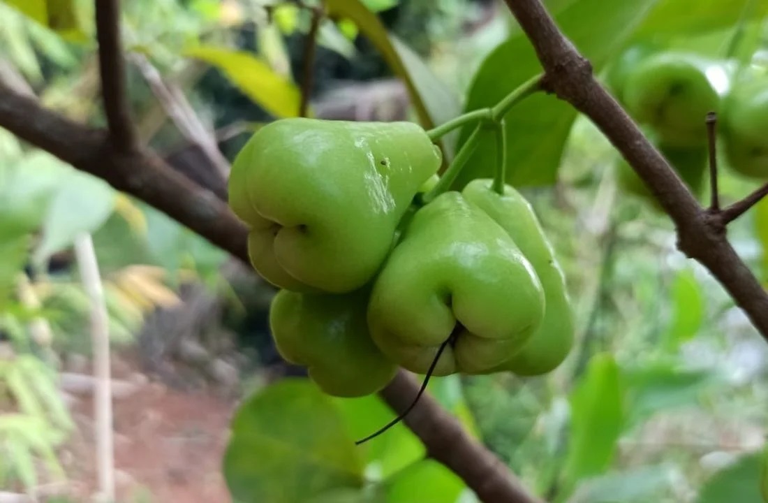 Green-Jamun