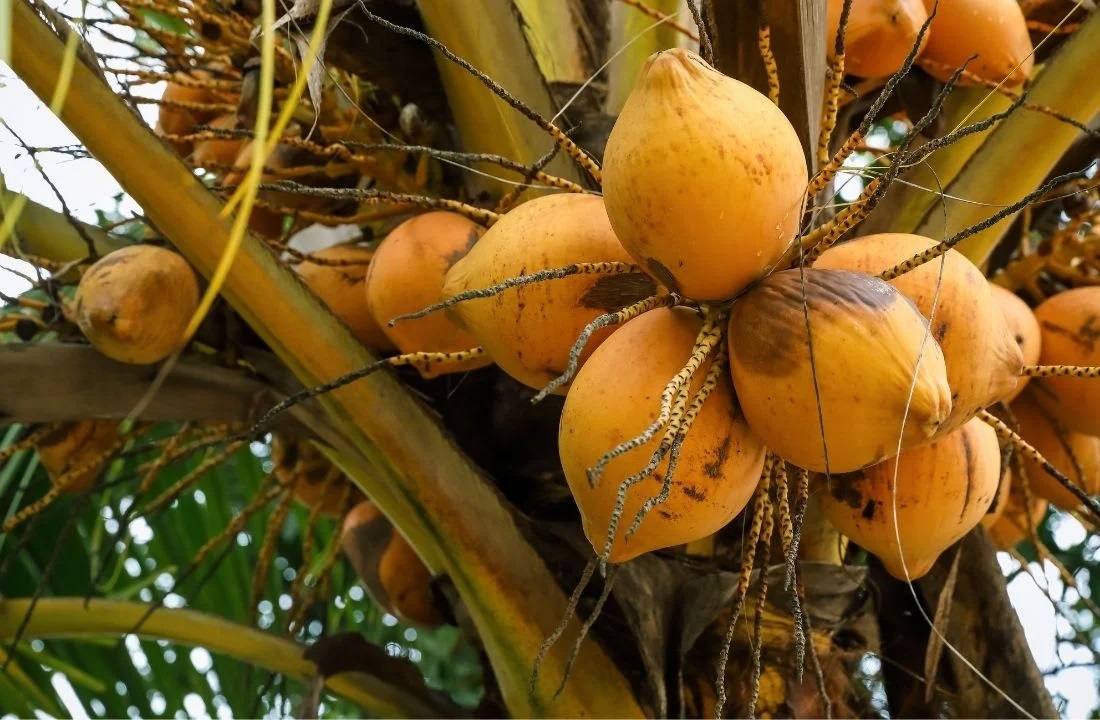 Orange-Dwarf-Coconut