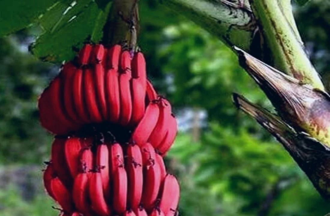 Red-Bananas