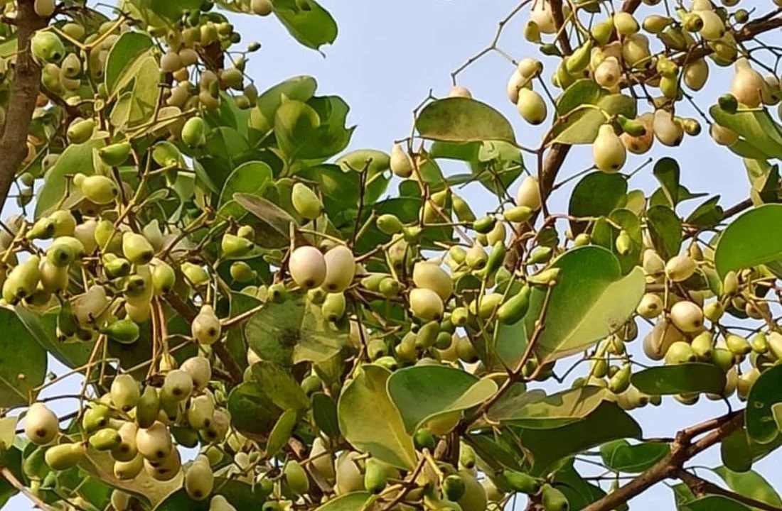 White-Jambhul