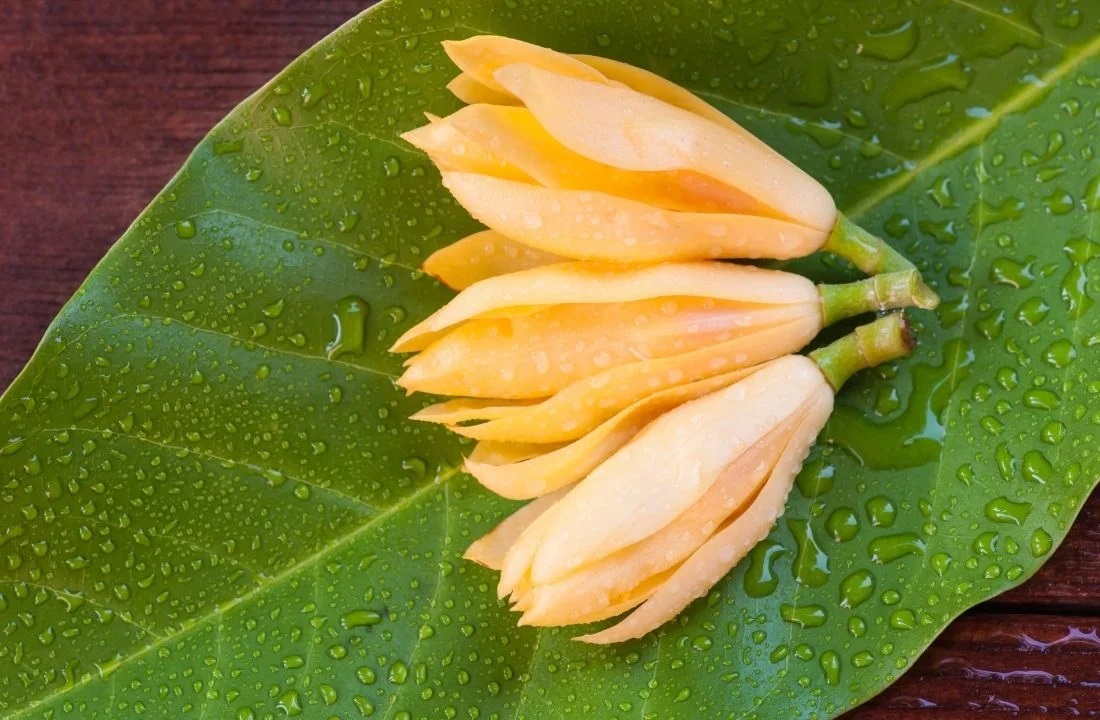 sonchafa